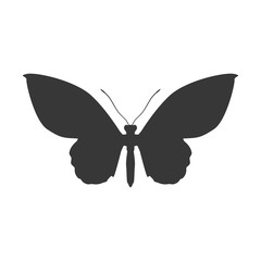 Beautiful Butterfly silhouette icon vector illustration graphic design