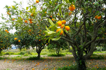 Orange tree, ripe fruit