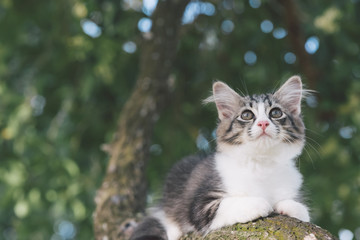 Naklejka na ściany i meble Cat playing on the tree.