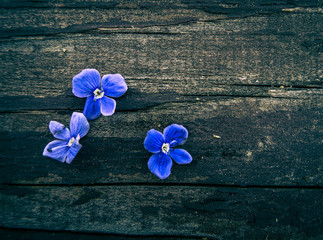 Blue flowers on a wooden table