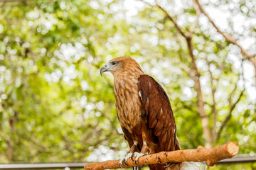 Close up portrait of a red tailed hawk .