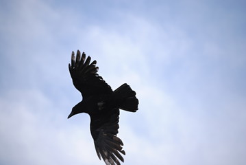 Corbeau © Laure Cabot