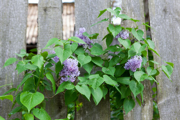 Lilac grows through a wooden fence