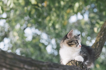 Naklejka na ściany i meble Cat playing on the tree.