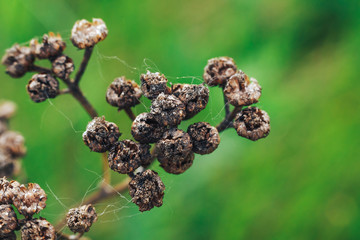 dried flowers and shrubs