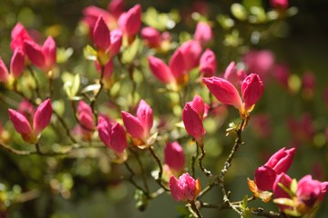 キリシマツツジ