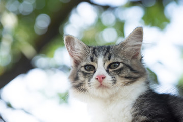 Close up a cat face on the tree.