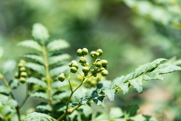 山椒の青い実