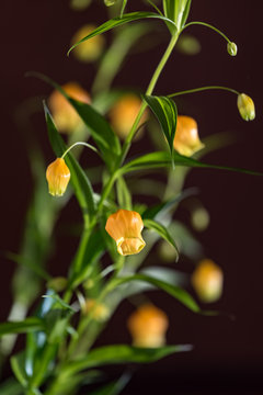 サンダーソニアの花