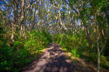Fototapeta na wymiar Beautiful passage way to the mountain at volcanic Rangitoto Island, in a sunny day perfect for hiking