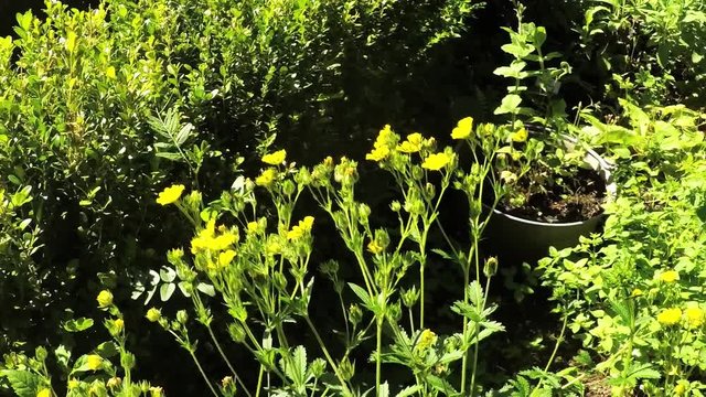 Heilkr&auml;utergarten mit bl&uuml;hendem G&auml;nsefingerkraut