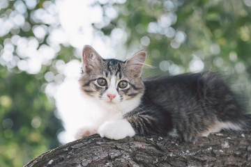 Close up a cat face on the tree.