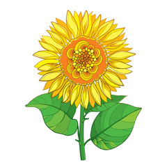 Fototapeta premium Vector stem with outline yellow Sunflower or Helianthus flower and green leaves isolated on white background. Floral elements in contour style with ornate open Sunflower for summer design.
