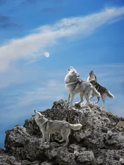 Papier Peint photo Loup Trois loups chantent leur chanson solennelle - hurlement