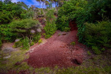 Beautiful volcanic Rangitoto Island, with a red clay ground in a sunny day perfect for hiking