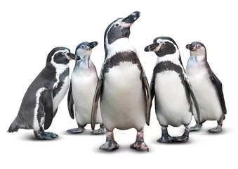 Deurstickers Pinguïn Pinguïn geïsoleerd