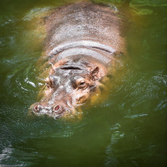 Hippopotamus