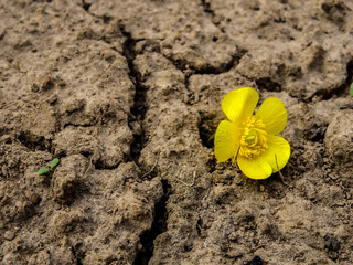 Drought. Flower among drought