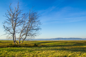 Fototapeta premium photo of lonely birch on a background of blue sky and green grass