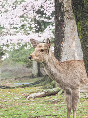 Naklejka na ściany i meble Cute deer with sakura tree in Nara Park, Nara City, Japan
