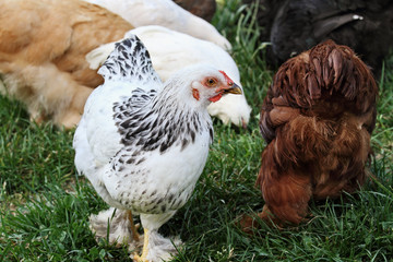 Fototapeta premium Free Range Organic Chickens in Summer
