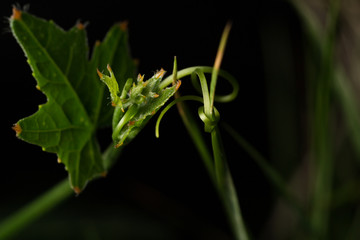 Growing gourd