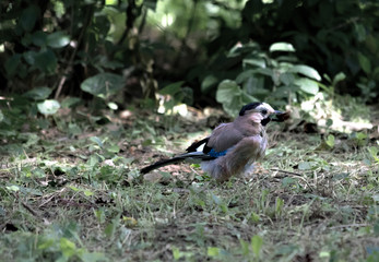 jay with nut