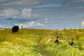 Calves and ducks graze in the village