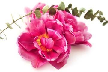 Composition with beautiful tulips and branch on white background