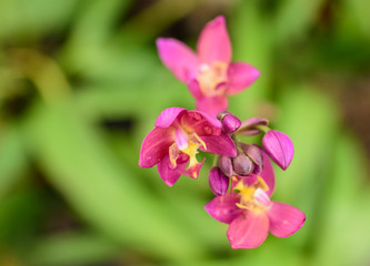 ground orchid