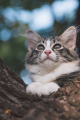 Close up a cat laying on the tree.