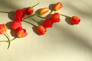 Beautiful wet red tulips on light table