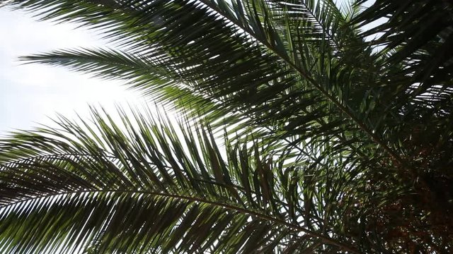 Sun beam through palm tree. Tropical ambiance