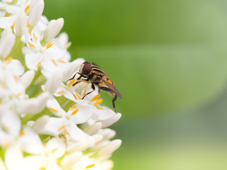 Little bee enjoy with Siamese White Ixora flowers. Macro close up.