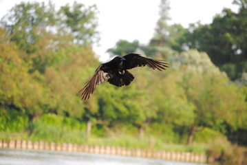 Corbeau