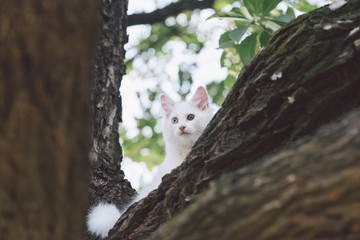 Obraz premium White cat playing on the tree.