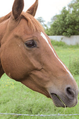 Obraz premium horse_right