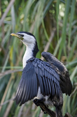 pied cormorant