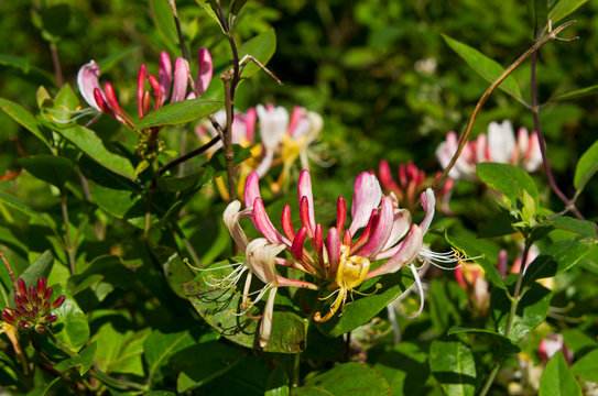 Flowers and leaves of Honeysuckle