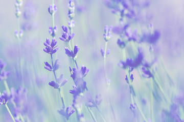 Naklejka premium blurred pale lavender summer background