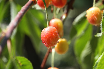 Branches with sweet cherry berries in garden on sunny day