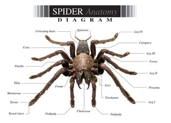 Spider diagram