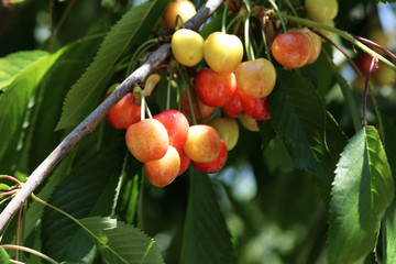 Branches with sweet cherry berries in garden on sunny day