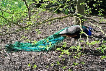 Naklejka premium peacock