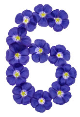 Arabic numeral 6, six, from blue flowers of flax, isolated on white background