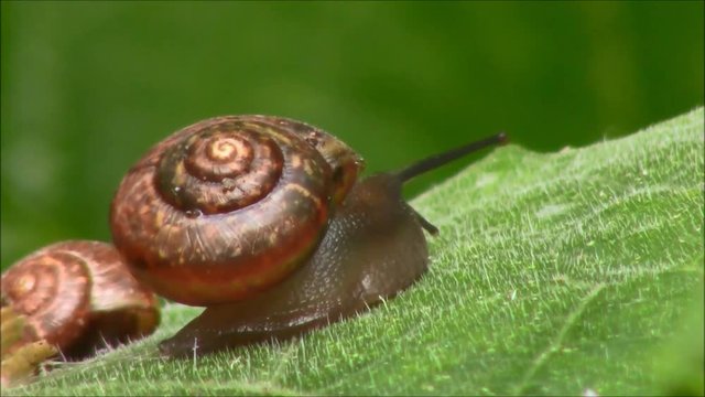 Snail crawling on leaf