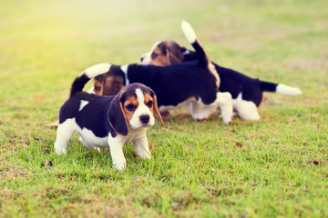 Young Beagles playing together in garden
