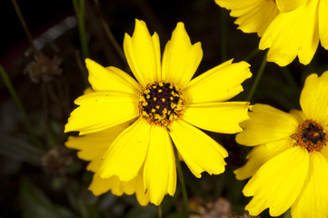 wild flowers