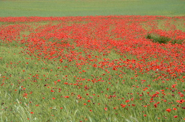 Poppy field