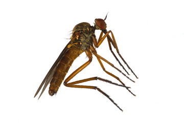 Mosquito on a white background